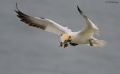 Gannet 120409_3